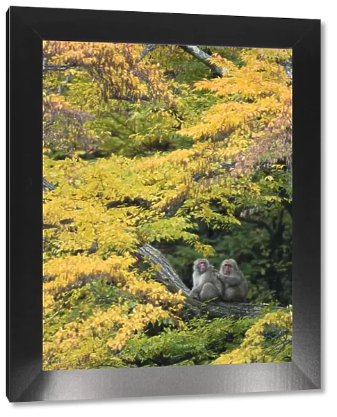 Japanese macaque  /  Snow monkey {Macaca fuscata} male grooming female in courtship in autumn tree