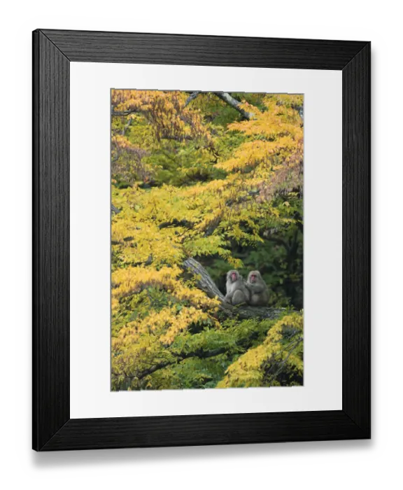 Framed Print : Japanese macaque  /  Snow monkey {Macaca fuscata} male grooming female in courtship in autumn tree