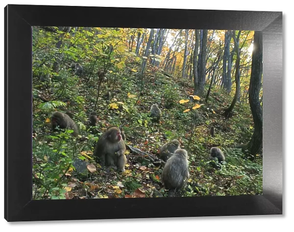 Japanese macaque  /  Snow monkey {Macaca fuscata} group of monkeys feeding on tree seeds