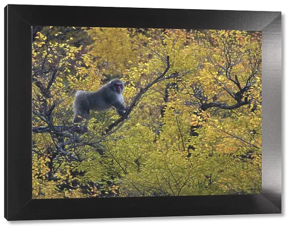 Japanese macaque  /  Snow monkey {Macaca fuscata} male displays in tree hoping to attract