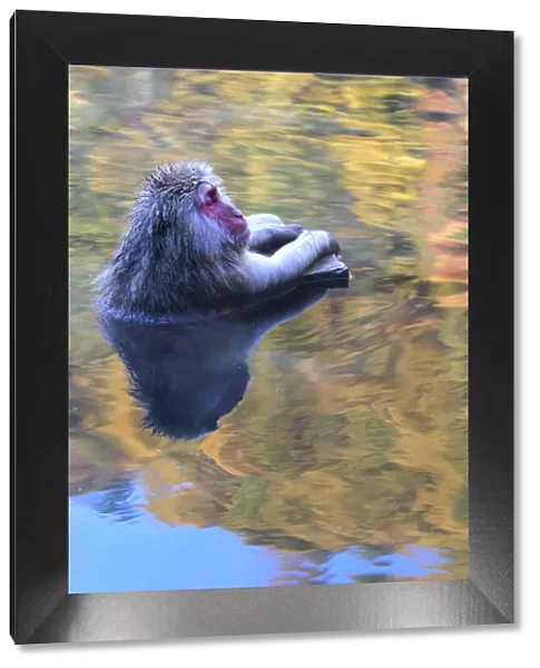 Japanese macaque  /  Snow monkey {Macaca fuscata} bathing in river in autumn, Jigokudani