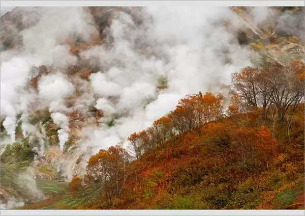 Autumn colours of the Ermans Birch trees in the Valley of Geysers, Kronotsky Zapovednik