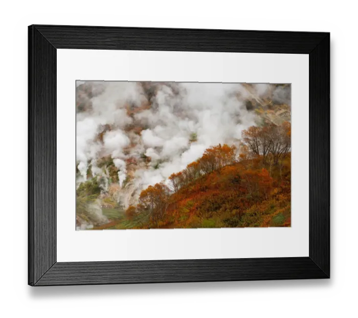 Framed Print : Autumn colours of the Ermans Birch trees in the Valley of Geysers, Kronotsky Zapovednik Framed Print : Autumn colours of the Ermans Birch trees in the Valley of Geysers, Kronotsky Zapovednik