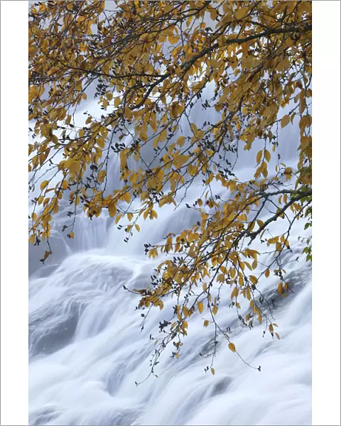 Autumn leaves on branch overhanging waterfall, Bond Falls, Upper Peninsula, Michigan, USA