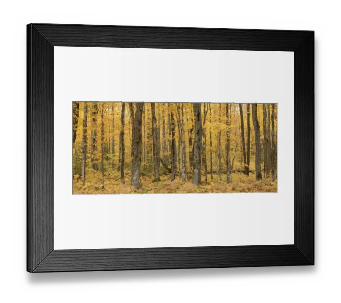 Framed Print : Upland Sugar Maple (Acer saccharum) forest in autumn, Porcupine Mountains State Park Framed Print : Upland Sugar Maple (Acer saccharum) forest in autumn, Porcupine Mountains State Park