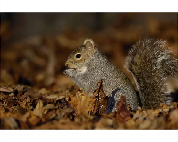 Grey squirrel {Sciurus carolinensis} adult feeding among the fallen leaves of Horse Chestnut tree