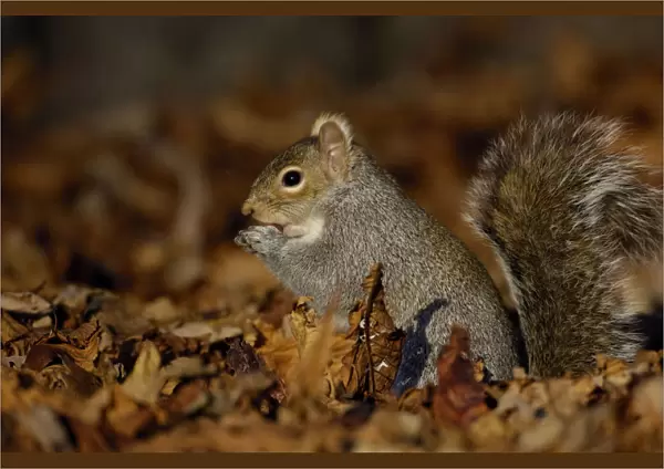 Grey squirrel {Sciurus carolinensis} adult feeding among the fallen leaves of Horse Chestnut tree
