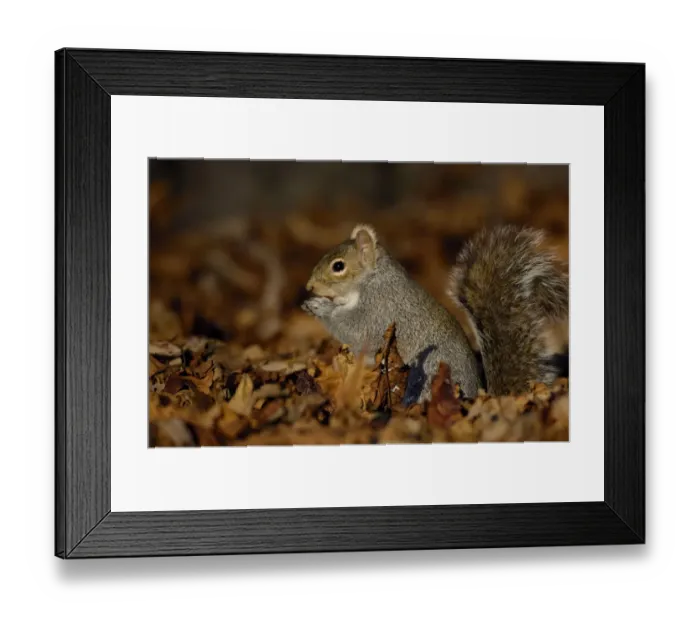 Framed Print : Grey squirrel {Sciurus carolinensis} adult feeding among the fallen leaves of Horse Chestnut tree