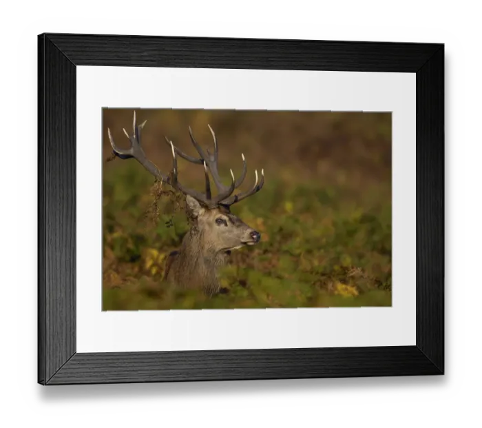 Framed Print : Red deer {Cervus elaphus} adult male in autumnal bracken during the October rut. Leicestershire