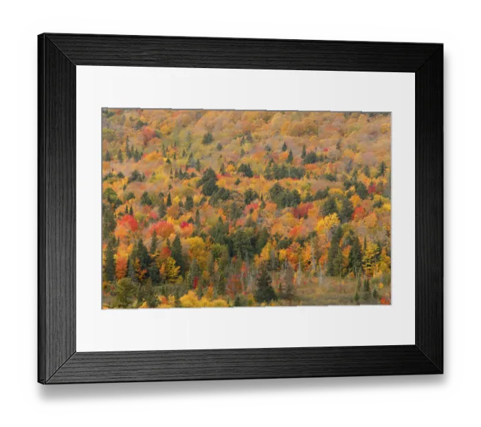 Framed Print : Aerial view of mixed deciduous and coniferous trees in early autumn, Porcupine Mountains Framed Print : Aerial view of mixed deciduous and coniferous trees in early autumn, Porcupine Mountains