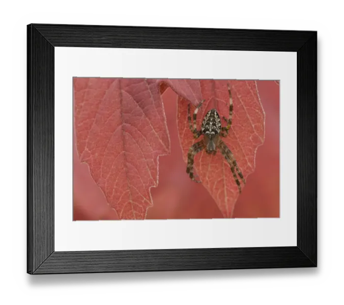 Framed Print : Garden spider (Araneus diadematus) on autumn leaf, Belgium Framed Print : Garden spider (Araneus diadematus) on autumn leaf, Belgium