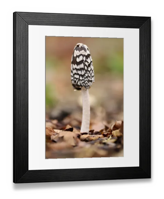 Framed Print : Magpie Fungus {Coprinus picaceus} in beech wood, Cornwall, UK. November Framed Print : Magpie Fungus {Coprinus picaceus} in beech wood, Cornwall, UK. November