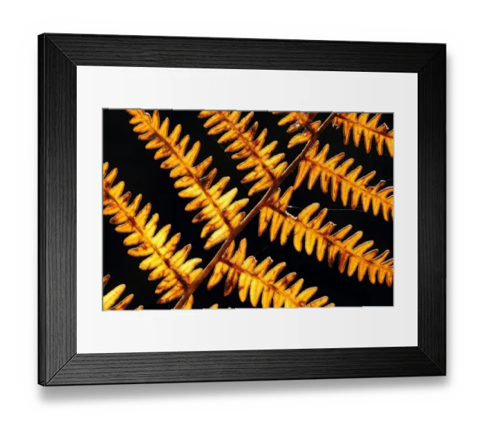 Framed Print : Autumnal bracken {Pteridium aquilinum} backlit, Exmoor National Park, Somerset, UK Framed Print : Autumnal bracken {Pteridium aquilinum} backlit, Exmoor National Park, Somerset, UK
