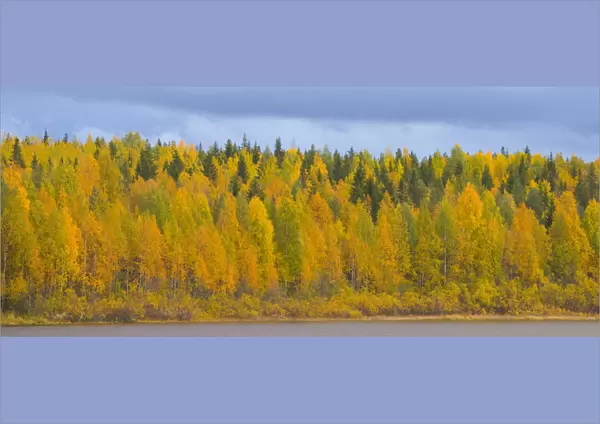 Autumn colours of Birch trees beside water, Laponia  /  Lappland, Finland