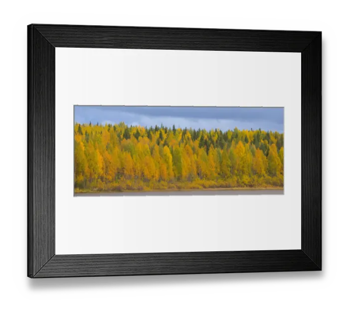 Framed Print : Autumn colours of Birch trees beside water, Laponia / Lappland, Finland Framed Print : Autumn colours of Birch trees beside water, Laponia / Lappland, Finland