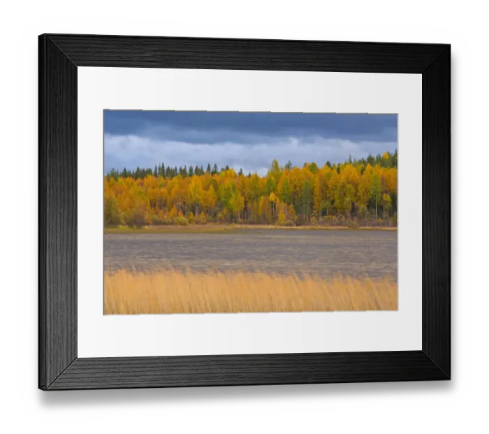 Framed Print : Autumn colours of Taiga woodland beside lake, Laponia / Lappland, Finland Framed Print : Autumn colours of Taiga woodland beside lake, Laponia / Lappland, Finland