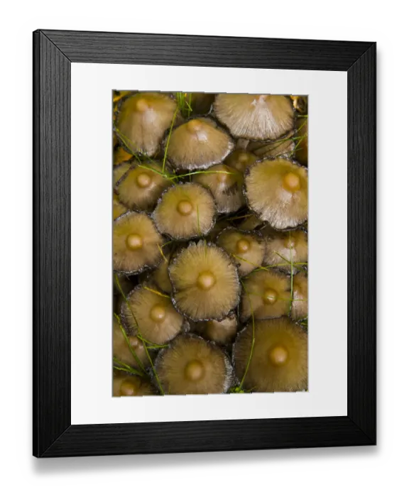 Framed Print : Ink cap fungus {Coprinus acuminatus} in taiga woodland, autumn, Laponia / Lappland Framed Print : Ink cap fungus {Coprinus acuminatus} in taiga woodland, autumn, Laponia / Lappland