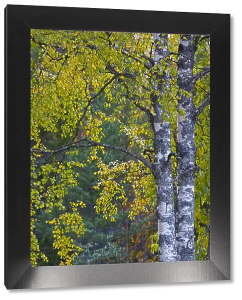Birch tree in autumn, Taiga woodland, Laponia  /  Lappland, Finland