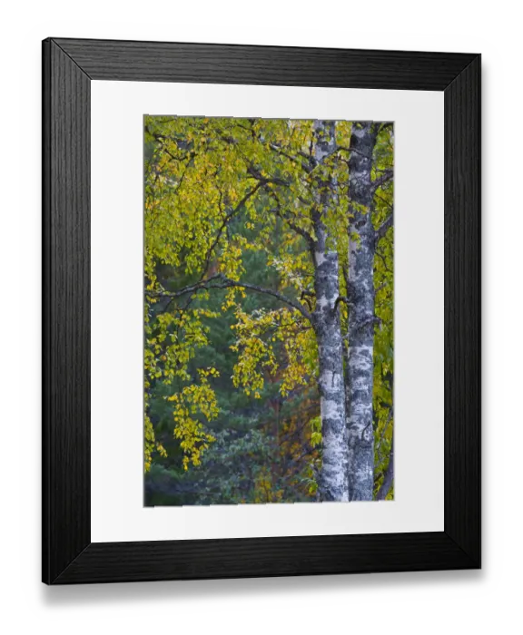 Framed Print : Birch tree in autumn, Taiga woodland, Laponia / Lappland, Finland Framed Print : Birch tree in autumn, Taiga woodland, Laponia / Lappland, Finland