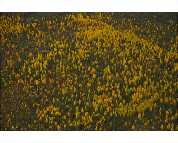 Aerial view of taiga woodland in autumn, Laponia  /  Lappland, Finland