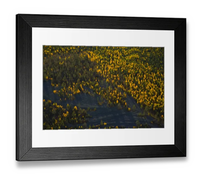 Framed Print : Aerial view of taiga woodland in autumn, Laponia / Lappland, Finland Framed Print : Aerial view of taiga woodland in autumn, Laponia / Lappland, Finland