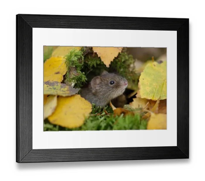Framed Print : Bank vole {Clethrionomys glareolus} among autumn birch leaves, Peak District NP, Derbyshire Framed Print : Bank vole {Clethrionomys glareolus} among autumn birch leaves, Peak District NP, Derbyshire