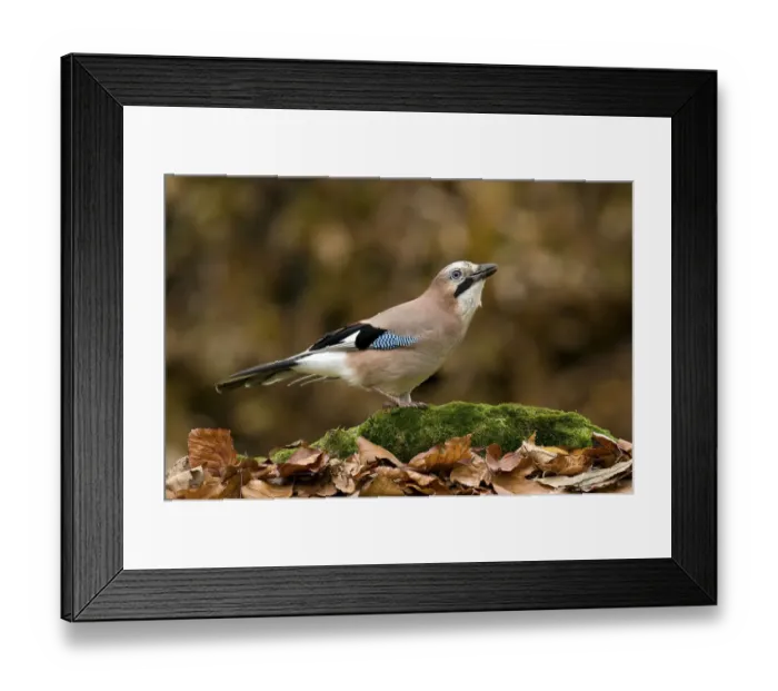 Framed Print : Jay (Garrulus glandarius) perched on tree root in Beech wood, Hertfordshire, England Framed Print : Jay (Garrulus glandarius) perched on tree root in Beech wood, Hertfordshire, England