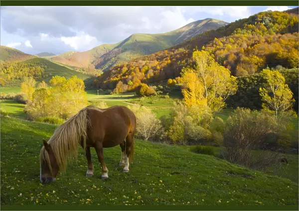 Horse grazing in mountain valley, autumn, Casasuertes, Picos de Europa NP, Leon, Northern