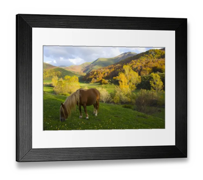 Framed Print : Horse grazing in mountain valley, autumn, Casasuertes, Picos de Europa NP, Leon, Northern Framed Print : Horse grazing in mountain valley, autumn, Casasuertes, Picos de Europa NP, Leon, Northern