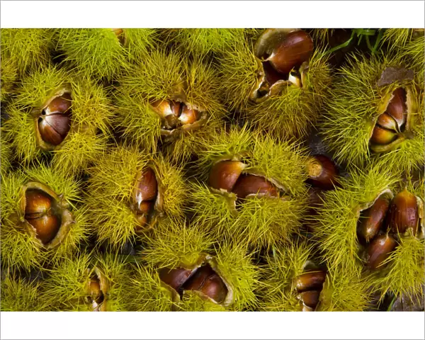Chestnuts from Sweet chestnut tree {Castenea sativa} Redes NP, Asturias, Northern Spain