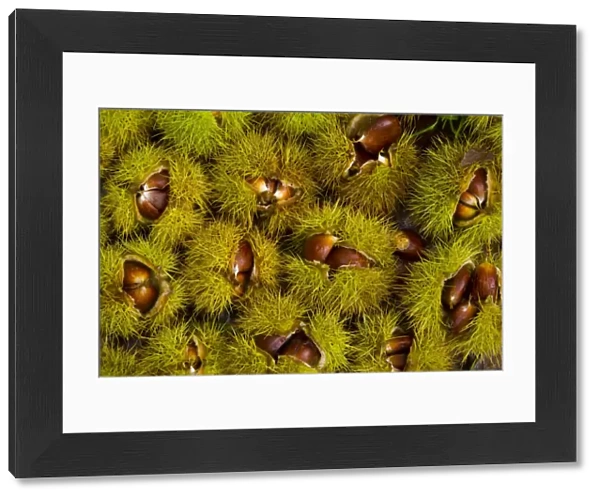 Chestnuts from Sweet chestnut tree {Castenea sativa} Redes NP, Asturias, Northern Spain