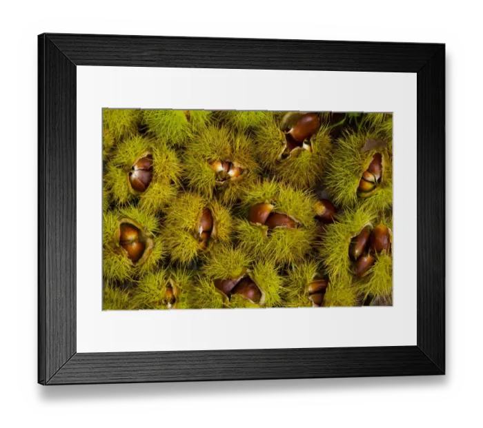 Framed Print : Chestnuts from Sweet chestnut tree {Castenea sativa} Redes NP, Asturias, Northern Spain Framed Print : Chestnuts from Sweet chestnut tree {Castenea sativa} Redes NP, Asturias, Northern Spain