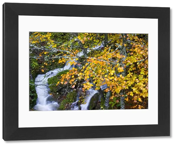 Mountain stream in autumn with beech trees, Picos de Europa NP, Raino, Leon, Northern