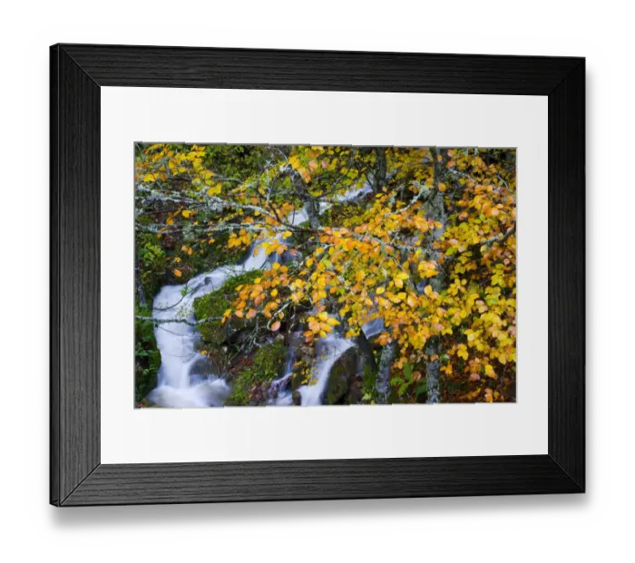 Framed Print : Mountain stream in autumn with beech trees, Picos de Europa NP, Raino, Leon, Northern Framed Print : Mountain stream in autumn with beech trees, Picos de Europa NP, Raino, Leon, Northern