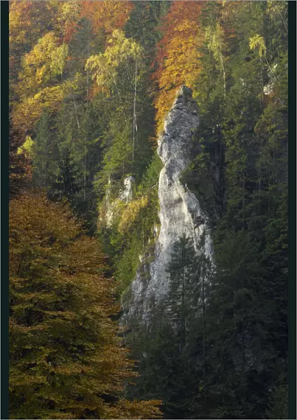 Woodland landscape in the Dambovita Valley, Piatra Craiului, Transylvania, Southern