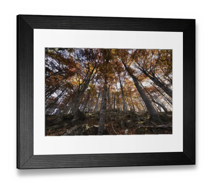 Framed Print : Beech (Fagus sp) forest in autumn, Piatra Craiului National Park, Transylvania, Southern Framed Print : Beech (Fagus sp) forest in autumn, Piatra Craiului National Park, Transylvania, Southern