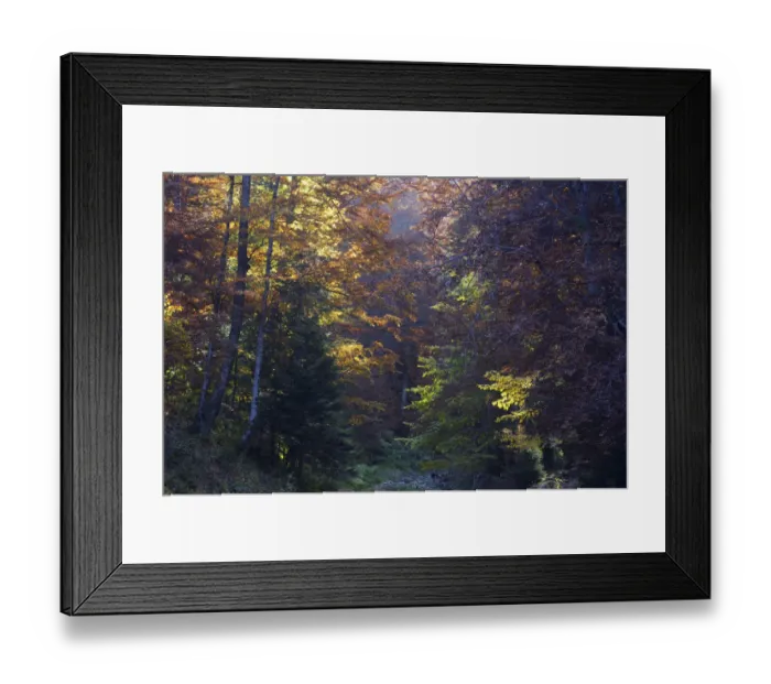 Framed Print : Deciduous forest in autumn, Piatra Craiului National Park, Transylvania, Southern Framed Print : Deciduous forest in autumn, Piatra Craiului National Park, Transylvania, Southern