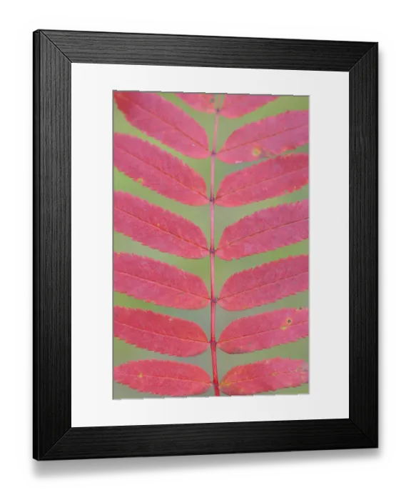 Framed Print : Rowan tree / Mountain ash (Sorbus aucuparia) leaves, Kuhmo, Finland, September 2008 Framed Print : Rowan tree / Mountain ash (Sorbus aucuparia) leaves, Kuhmo, Finland, September 2008