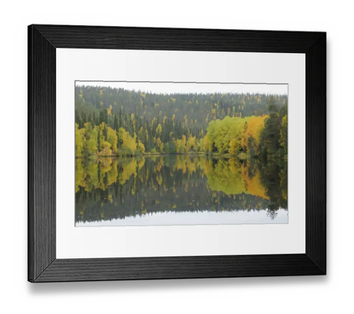 Framed Print : Oulanka River, Finland, September 2008. Woodland predominantly Spruce (Picea abies) Framed Print : Oulanka River, Finland, September 2008. Woodland predominantly Spruce (Picea abies)