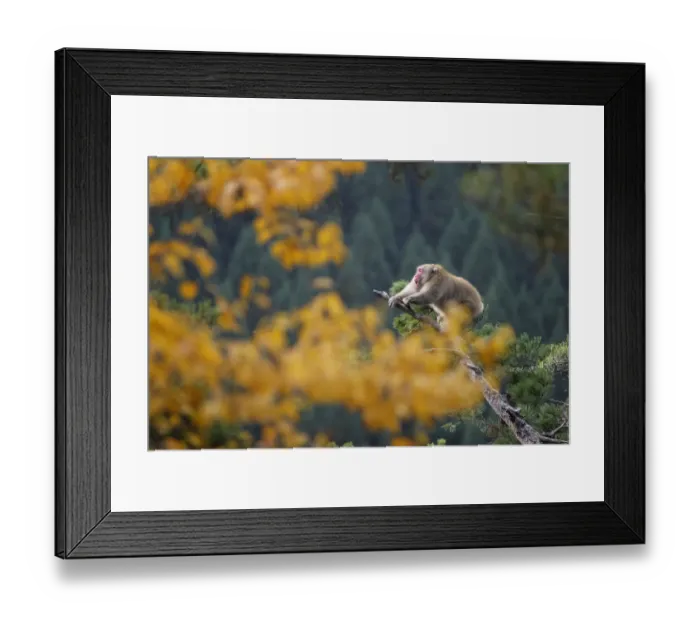 Framed Print : Male Japanese macaque (Macaca fuscata) roaring to attract females during the breeding season Framed Print : Male Japanese macaque (Macaca fuscata) roaring to attract females during the breeding season