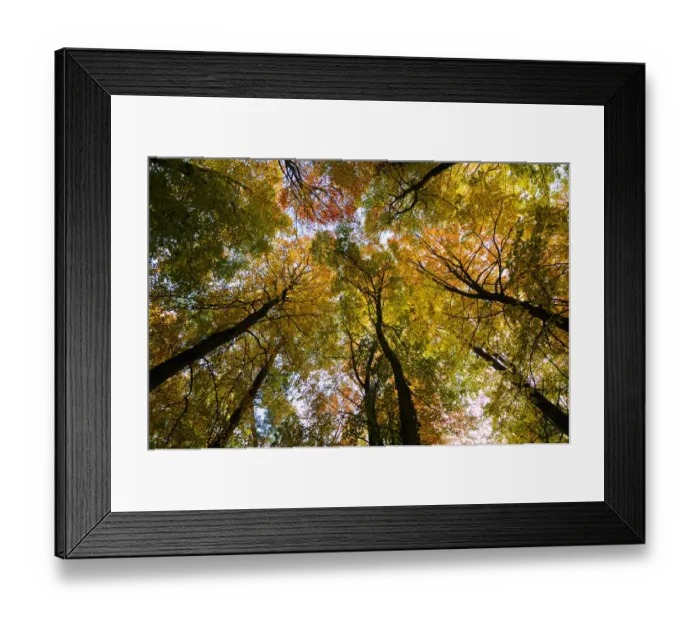 Framed Print : Looking up through the canopy of a Beech wood(Fagus sylvatica) in autumn, UK, November Framed Print : Looking up through the canopy of a Beech wood(Fagus sylvatica) in autumn, UK, November