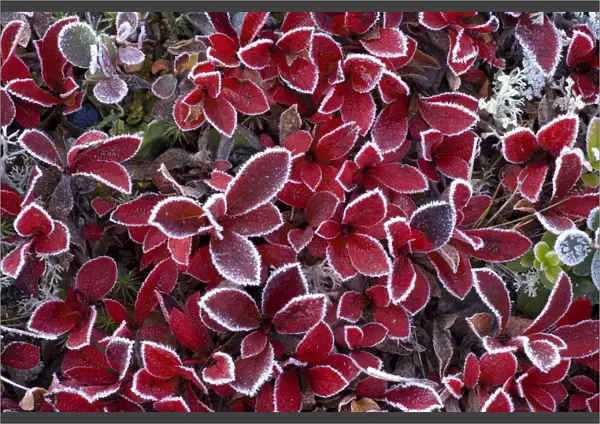 RF- Mountain bearberry (Arctous alpinus) covered in frost, Sarek National Park, Laponia