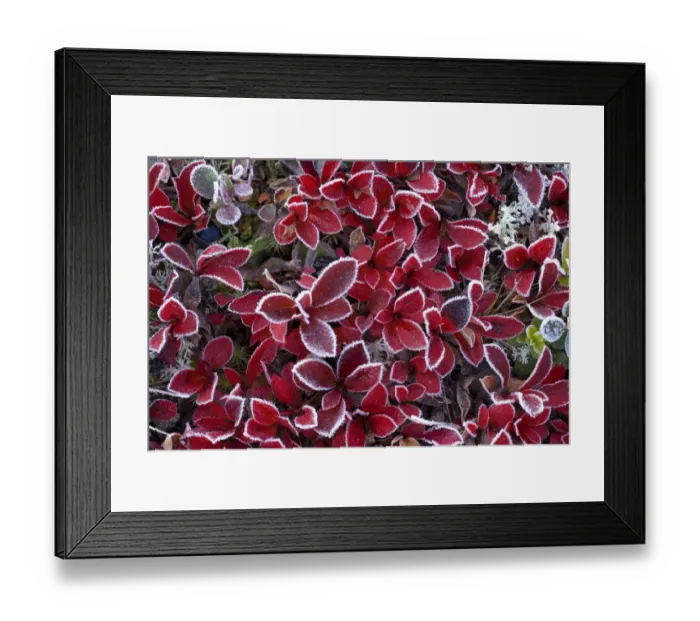 Framed Print : RF- Mountain bearberry (Arctous alpinus) covered in frost, Sarek National Park, Laponia Framed Print : RF- Mountain bearberry (Arctous alpinus) covered in frost, Sarek National Park, Laponia