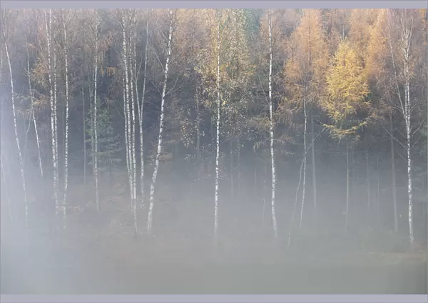 Forest in autumn, with mist rising from lake, Krasna Lipa, Ceske Svycarsko  /  Bohemian