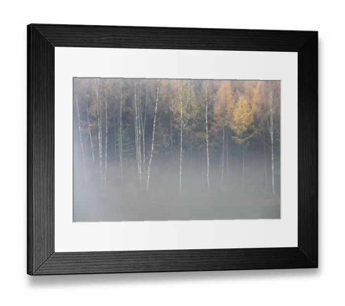 Framed Print : Forest in autumn, with mist rising from lake, Krasna Lipa, Ceske Svycarsko / Bohemian Framed Print : Forest in autumn, with mist rising from lake, Krasna Lipa, Ceske Svycarsko / Bohemian