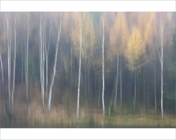 Abstract of forest in autumn, Krasna Lipa, Ceske Svycarsko  /  Bohemian Switzerland National Park