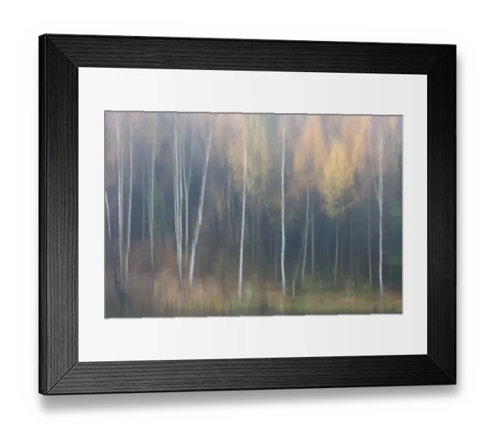 Framed Print : Abstract of forest in autumn, Krasna Lipa, Ceske Svycarsko / Bohemian Switzerland National Park Framed Print : Abstract of forest in autumn, Krasna Lipa, Ceske Svycarsko / Bohemian Switzerland National Park
