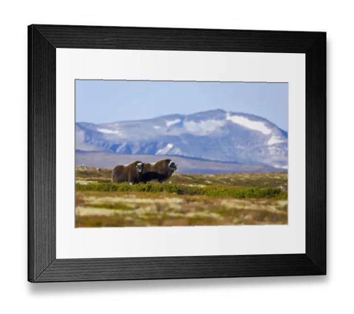 Framed Print : Muskox {Ovibos moschatus} pair on the tundra in autumn, Dovrefjell National Park, Norway Framed Print : Muskox {Ovibos moschatus} pair on the tundra in autumn, Dovrefjell National Park, Norway