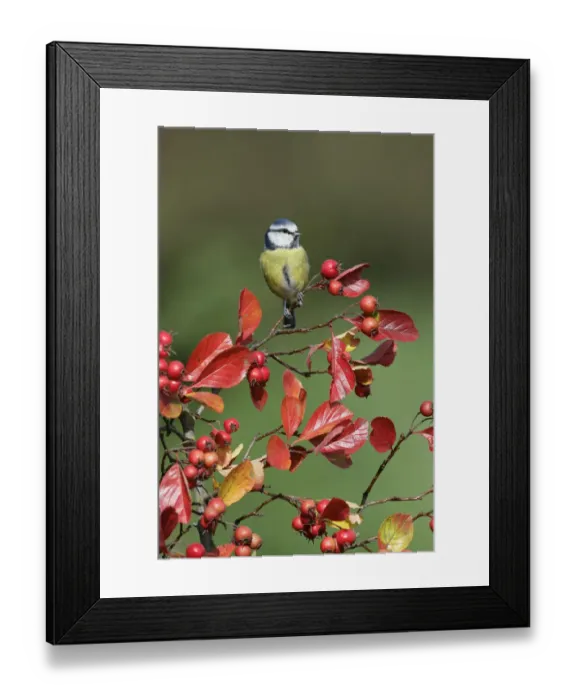 Framed Print : Blue tit (Parus caeruleus) with autumn leaves and berries, Essex, UK, October Framed Print : Blue tit (Parus caeruleus) with autumn leaves and berries, Essex, UK, October