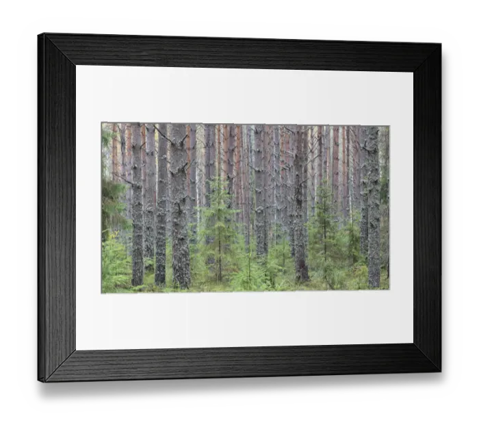 Framed Print : Sokolsky pine forest, young trees growing up amongst tall trunks of older trees, Russky Sever NP Framed Print : Sokolsky pine forest, young trees growing up amongst tall trunks of older trees, Russky Sever NP